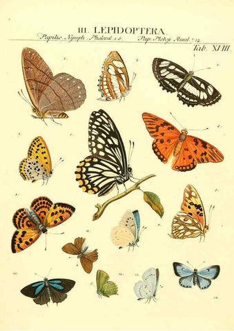 Reproducción/Reproduction 6032391404: Dr. Sulzers Abgekürtze Geschichte der Insecten Winterthur :Bey H. Steiner ...,1776