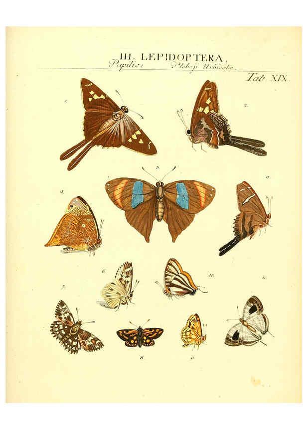 Reproducción/Reproduction 6031832249: Dr. Sulzers Abgekürtze Geschichte der Insecten Winterthur :Bey H. Steiner ...,1776