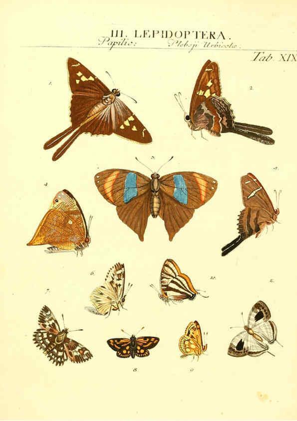 Reproducción/Reproduction 6031832249: Dr. Sulzers Abgekürtze Geschichte der Insecten Winterthur :Bey H. Steiner ...,1776