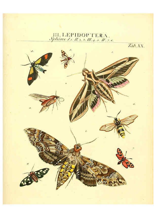 Reproducción/Reproduction 6032391886: Dr. Sulzers Abgekürtze Geschichte der Insecten Winterthur :Bey H. Steiner ...,1776