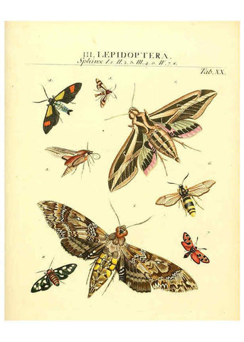 Reproducción/Reproduction 6032391886: Dr. Sulzers Abgekürtze Geschichte der Insecten Winterthur :Bey H. Steiner ...,1776