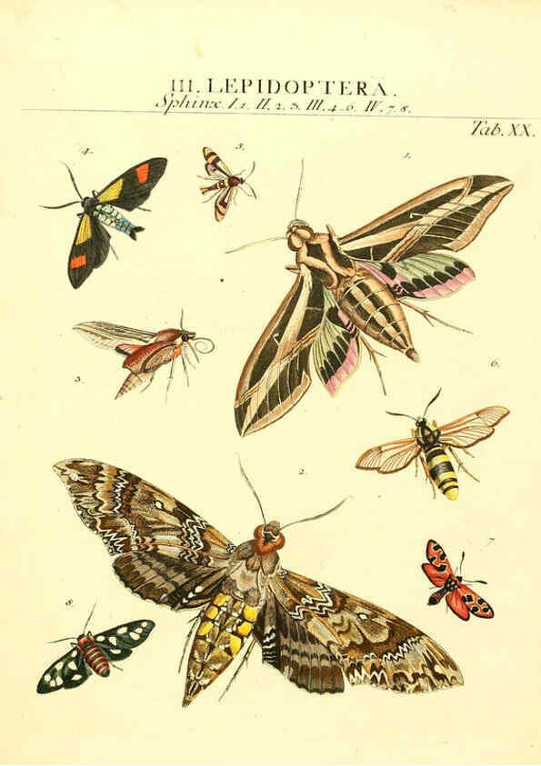 Reproducción/Reproduction 6032391886: Dr. Sulzers Abgekürtze Geschichte der Insecten Winterthur :Bey H. Steiner ...,1776