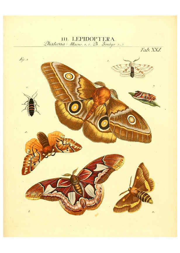 Reproducción/Reproduction 6031832645: Dr. Sulzers Abgekürtze Geschichte der Insecten Winterthur :Bey H. Steiner ...,1776