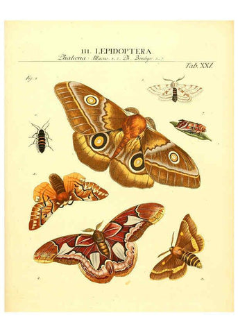 Reproducción/Reproduction 6031832645: Dr. Sulzers Abgekürtze Geschichte der Insecten Winterthur :Bey H. Steiner ...,1776