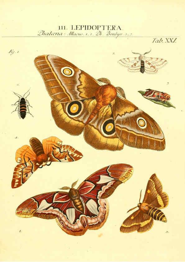 Reproducción/Reproduction 6031832645: Dr. Sulzers Abgekürtze Geschichte der Insecten Winterthur :Bey H. Steiner ...,1776