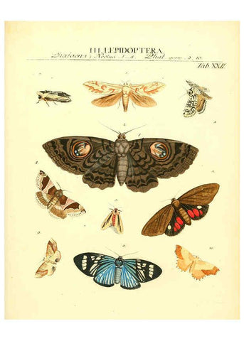 Reproducción/Reproduction 6031832947: Dr. Sulzers Abgekürtze Geschichte der Insecten Winterthur :Bey H. Steiner ...,1776