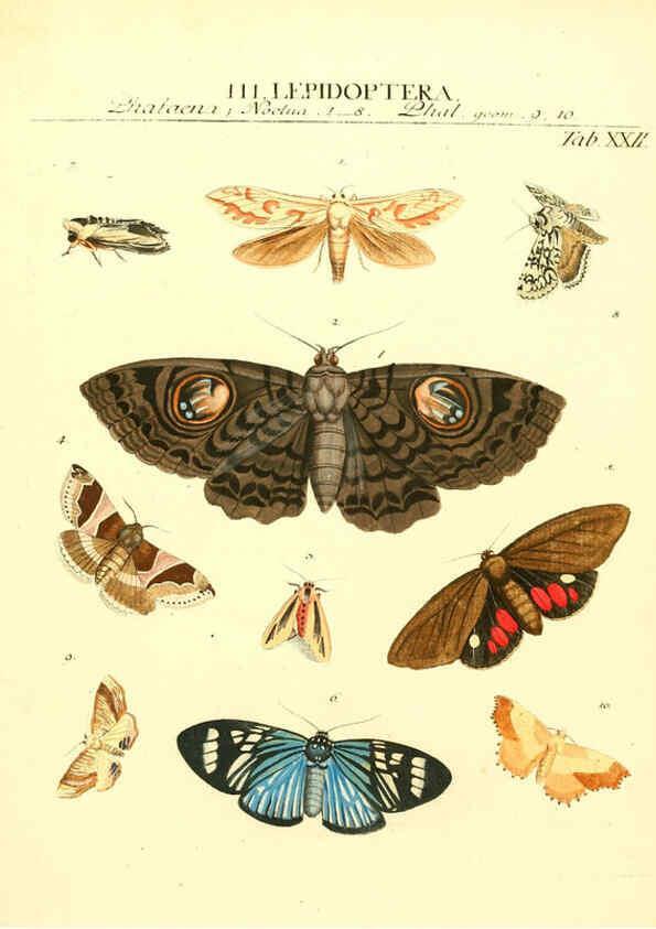 Reproducción/Reproduction 6031832947: Dr. Sulzers Abgekürtze Geschichte der Insecten Winterthur :Bey H. Steiner ...,1776