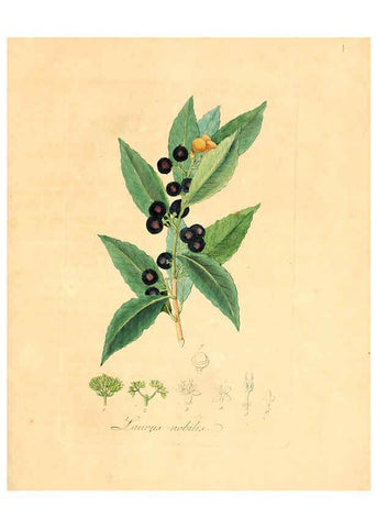 Reproducción/Reproduction 6032525536: Flora medica, oder, Abbildung der wichtigsten officinellen Pflanzen Jena,August Schmid,1831 [i.e. 1829-1831] 