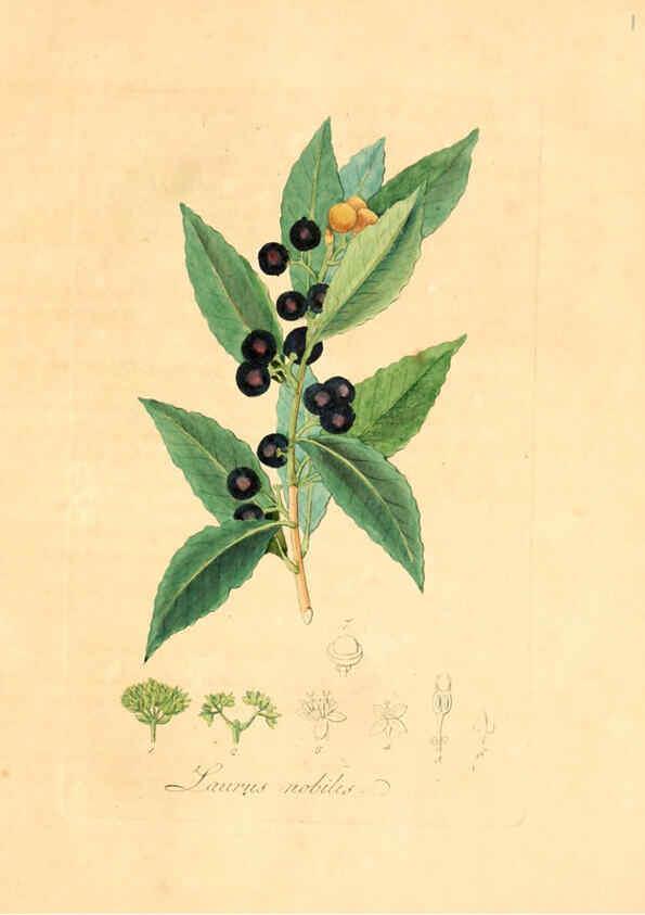 Reproducción/Reproduction 6032525536: Flora medica, oder, Abbildung der wichtigsten officinellen Pflanzen Jena,August Schmid,1831 [i.e. 1829-1831] 