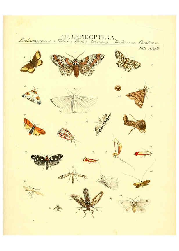 Reproducción/Reproduction 6031833183: Dr. Sulzers Abgekürtze Geschichte der Insecten Winterthur :Bey H. Steiner ...,1776