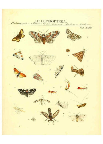 Reproducción/Reproduction 6031833183: Dr. Sulzers Abgekürtze Geschichte der Insecten Winterthur :Bey H. Steiner ...,1776