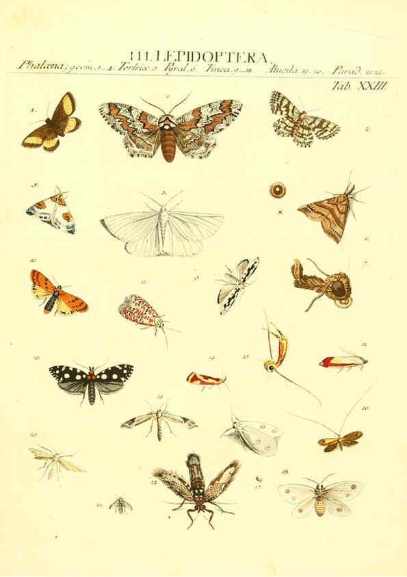 Reproducción/Reproduction 6031833183: Dr. Sulzers Abgekürtze Geschichte der Insecten Winterthur :Bey H. Steiner ...,1776