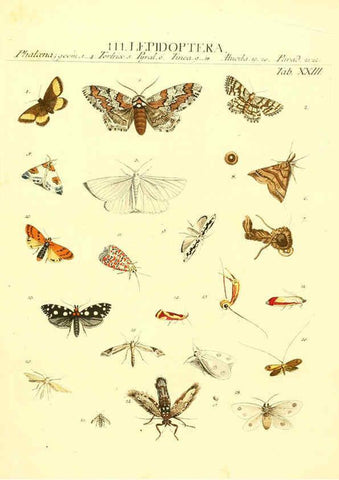 Reproducción/Reproduction 6031833183: Dr. Sulzers Abgekürtze Geschichte der Insecten Winterthur :Bey H. Steiner ...,1776