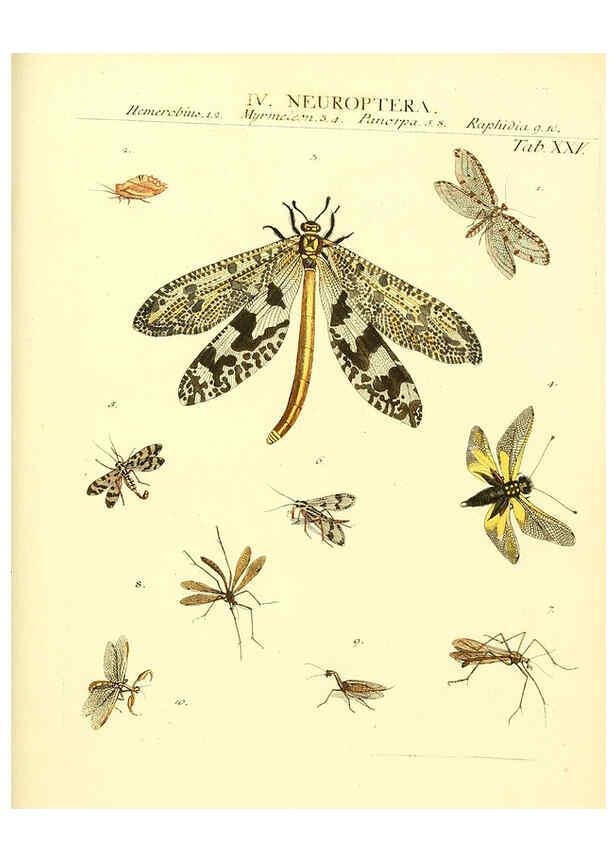 Reproducción/Reproduction 6032393164: Dr. Sulzers Abgekürtze Geschichte der Insecten Winterthur :Bey H. Steiner ...,1776