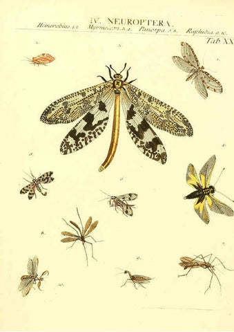 Reproducción/Reproduction 6032393164: Dr. Sulzers Abgekürtze Geschichte der Insecten Winterthur :Bey H. Steiner ...,1776