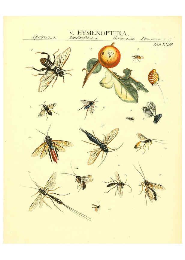 Reproducción/Reproduction 6032393336: Dr. Sulzers Abgekürtze Geschichte der Insecten Winterthur :Bey H. Steiner ...,1776