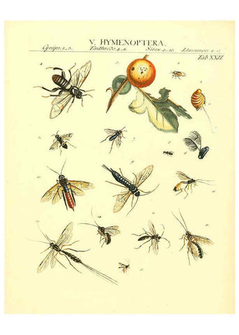 Reproducción/Reproduction 6032393336: Dr. Sulzers Abgekürtze Geschichte der Insecten Winterthur :Bey H. Steiner ...,1776