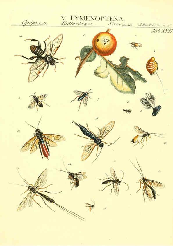 Reproducción/Reproduction 6032393336: Dr. Sulzers Abgekürtze Geschichte der Insecten Winterthur :Bey H. Steiner ...,1776
