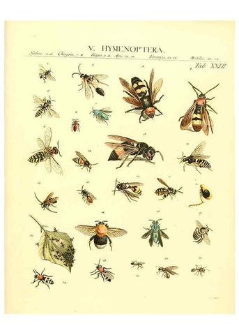 Reproducción/Reproduction 6032393542: Dr. Sulzers Abgekürtze Geschichte der Insecten Winterthur :Bey H. Steiner ...,1776