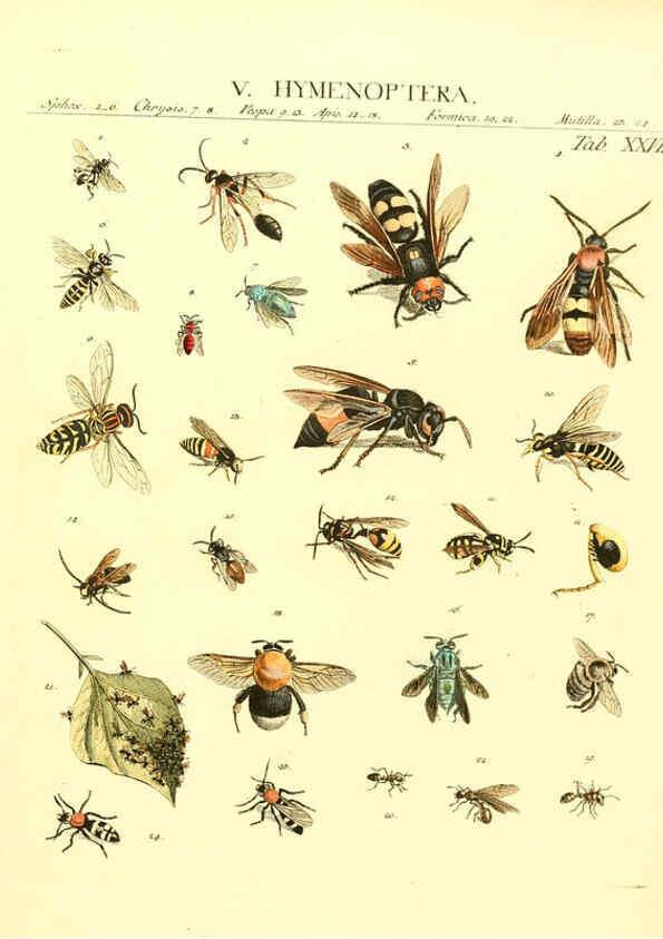 Reproducción/Reproduction 6032393542: Dr. Sulzers Abgekürtze Geschichte der Insecten Winterthur :Bey H. Steiner ...,1776