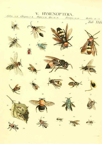 Reproducción/Reproduction 6032393542: Dr. Sulzers Abgekürtze Geschichte der Insecten Winterthur :Bey H. Steiner ...,1776