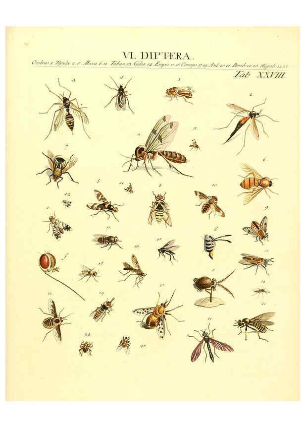 Reproducción/Reproduction 6032393772: Dr. Sulzers Abgekürtze Geschichte der Insecten Winterthur :Bey H. Steiner ...,1776
