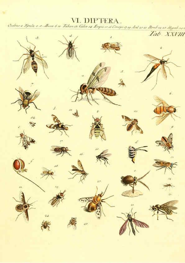 Reproducción/Reproduction 6032393772: Dr. Sulzers Abgekürtze Geschichte der Insecten Winterthur :Bey H. Steiner ...,1776