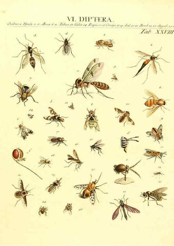 Reproducción/Reproduction 6032393772: Dr. Sulzers Abgekürtze Geschichte der Insecten Winterthur :Bey H. Steiner ...,1776