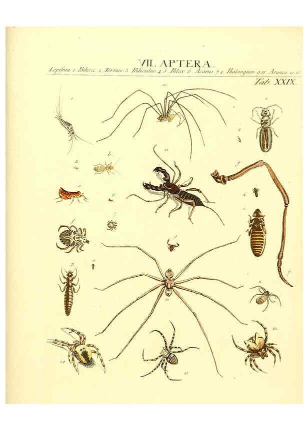 Reproducción/Reproduction 6031834461: Dr. Sulzers Abgekürtze Geschichte der Insecten Winterthur :Bey H. Steiner ...,1776