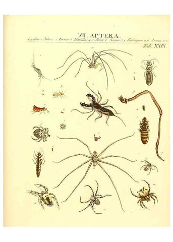 Reproducción/Reproduction 6031834461: Dr. Sulzers Abgekürtze Geschichte der Insecten Winterthur :Bey H. Steiner ...,1776