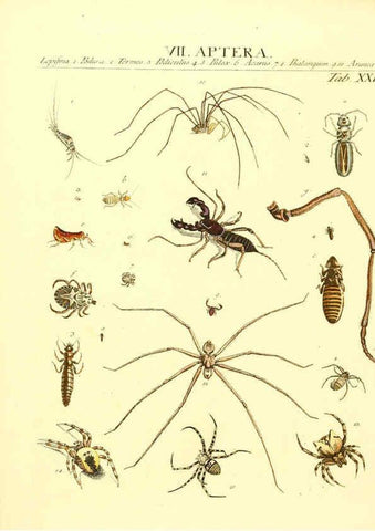 Reproducción/Reproduction 6031834461: Dr. Sulzers Abgekürtze Geschichte der Insecten Winterthur :Bey H. Steiner ...,1776