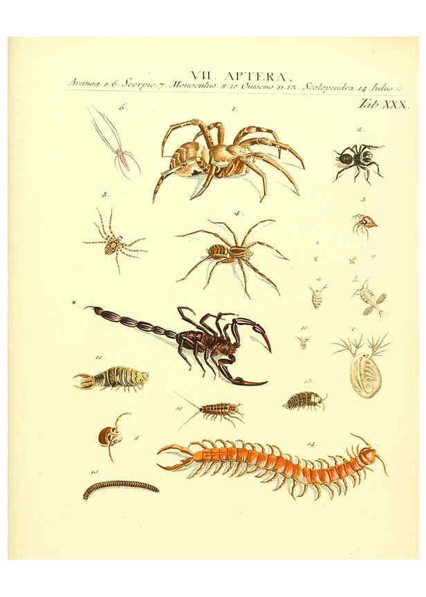 Reproducción/Reproduction 6032394176: Dr. Sulzers Abgekürtze Geschichte der Insecten Winterthur :Bey H. Steiner ...,1776
