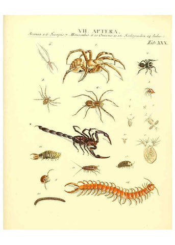 Reproducción/Reproduction 6032394176: Dr. Sulzers Abgekürtze Geschichte der Insecten Winterthur :Bey H. Steiner ...,1776