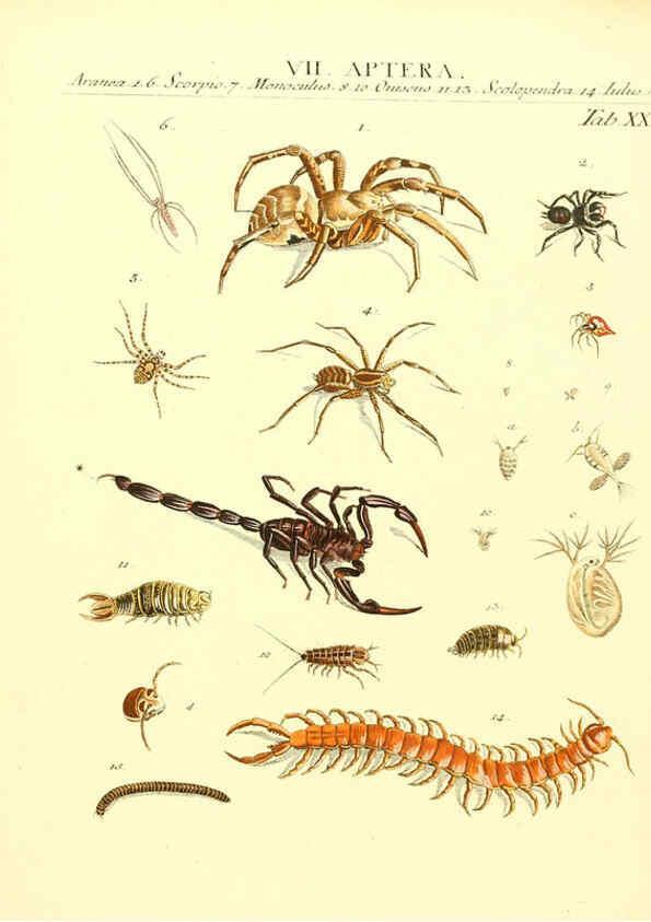 Reproducción/Reproduction 6032394176: Dr. Sulzers Abgekürtze Geschichte der Insecten Winterthur :Bey H. Steiner ...,1776