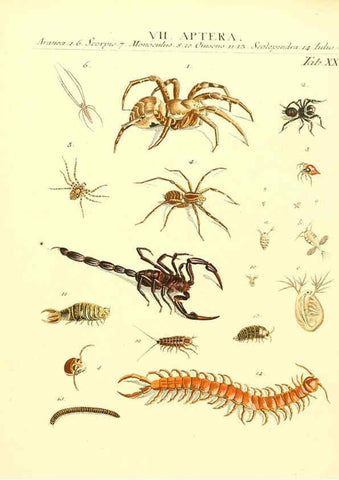 Reproducción/Reproduction 6032394176: Dr. Sulzers Abgekürtze Geschichte der Insecten Winterthur :Bey H. Steiner ...,1776