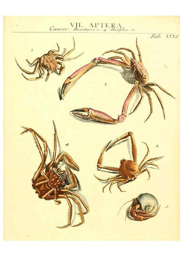 Reproducción/Reproduction 6031834899: Dr. Sulzers Abgekürtze Geschichte der Insecten Winterthur :Bey H. Steiner ...,1776