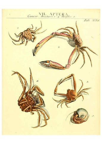 Reproducción/Reproduction 6031834899: Dr. Sulzers Abgekürtze Geschichte der Insecten Winterthur :Bey H. Steiner ...,1776