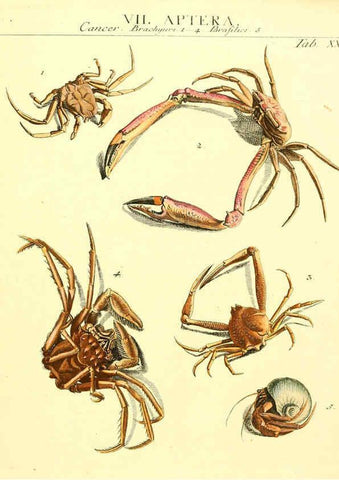 Reproducción/Reproduction 6031834899: Dr. Sulzers Abgekürtze Geschichte der Insecten Winterthur :Bey H. Steiner ...,1776