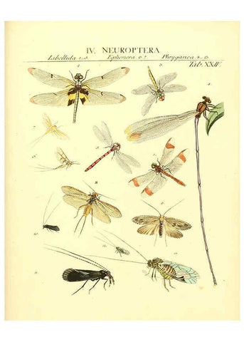 Reproducción/Reproduction 6032392922: Dr. Sulzers Abgekürtze Geschichte der Insecten Winterthur :Bey H. Steiner ...,1776