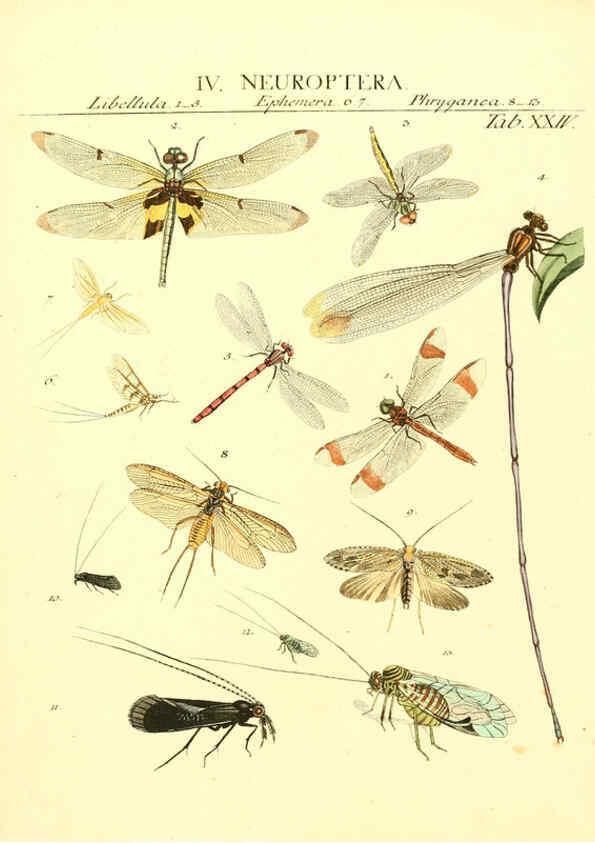 Reproducción/Reproduction 6032392922: Dr. Sulzers Abgekürtze Geschichte der Insecten Winterthur :Bey H. Steiner ...,1776