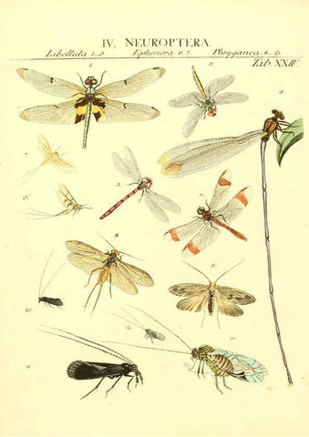 Reproducción/Reproduction 6032392922: Dr. Sulzers Abgekürtze Geschichte der Insecten Winterthur :Bey H. Steiner ...,1776