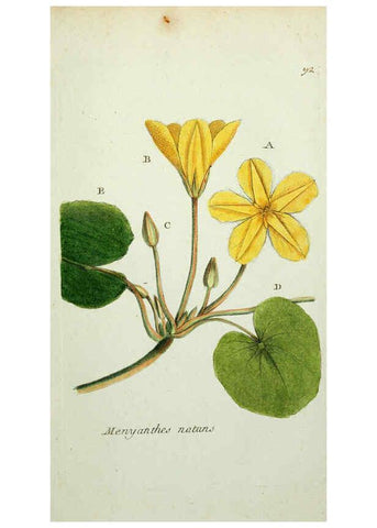 Reproducción/Reproduction 6055494531: Flora Parisiensis. v.1. Paris,P.F. Didot,1776-1783