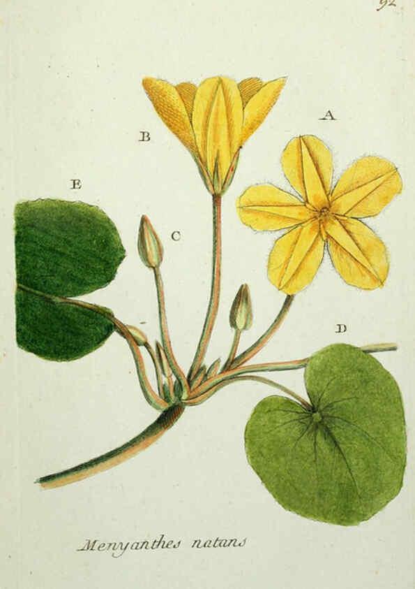 Reproducción/Reproduction 6055494531: Flora Parisiensis. v.1. Paris,P.F. Didot,1776-1783