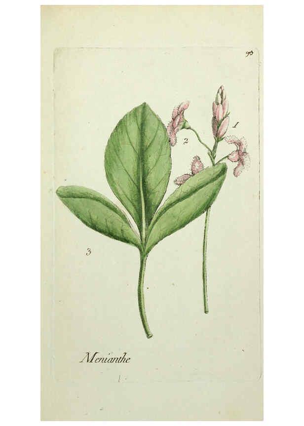 Reproducción/Reproduction 6055494725: Flora Parisiensis. v.1. Paris,P.F. Didot,1776-1783