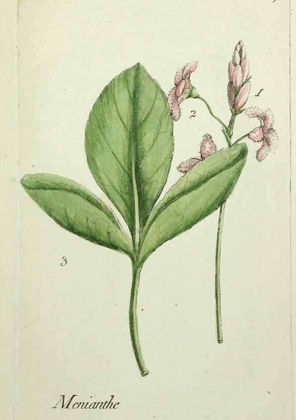 Reproducción/Reproduction 6055494725: Flora Parisiensis. v.1. Paris,P.F. Didot,1776-1783