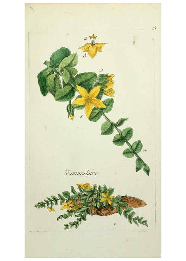 Reproducción/Reproduction 6055494957: Flora Parisiensis. v.1. Paris,P.F. Didot,1776-1783