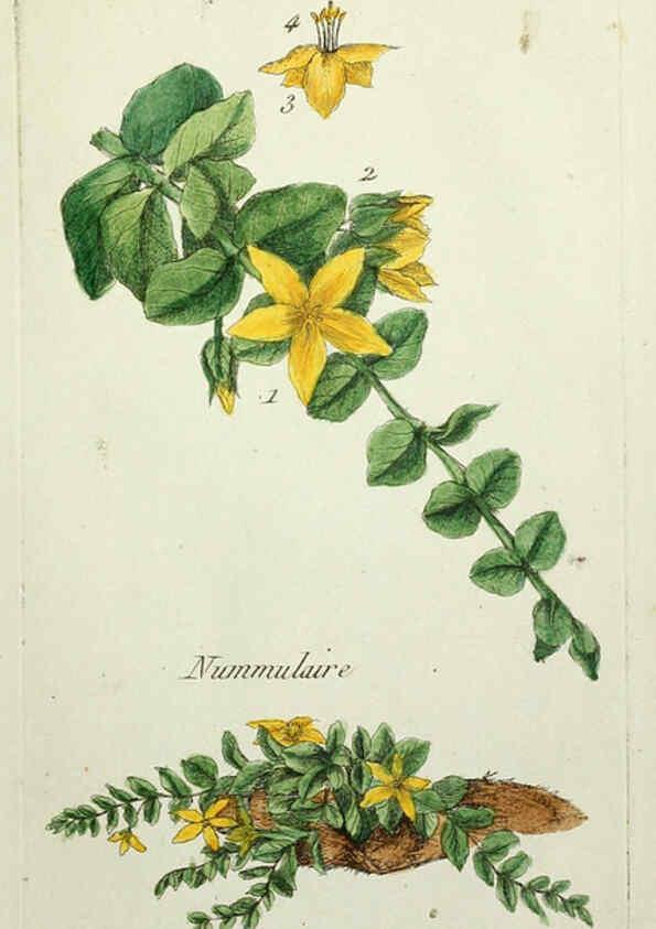 Reproducción/Reproduction 6055494957: Flora Parisiensis. v.1. Paris,P.F. Didot,1776-1783