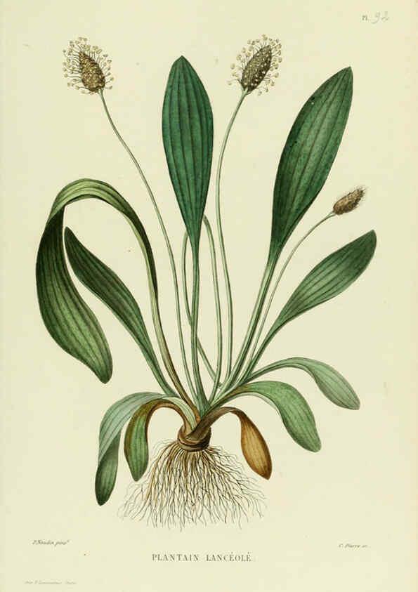 Reproducción/Reproduction 6069427815: Nouvelle iconographie fourragère. Atlas. Paris :P. Asselin,1871