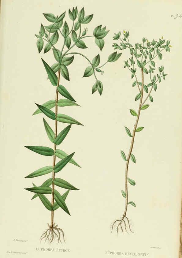 Reproducción/Reproduction 6069428643: Nouvelle iconographie fourragère. Atlas. Paris :P. Asselin,1871