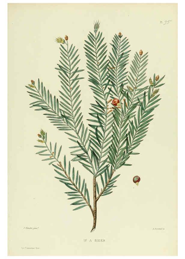 Reproducción/Reproduction 6069975382: Nouvelle iconographie fourragère. Atlas. Paris :P. Asselin,1871